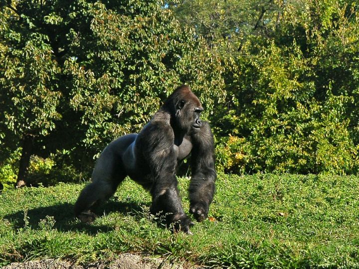 Uganda Gorilla Trek