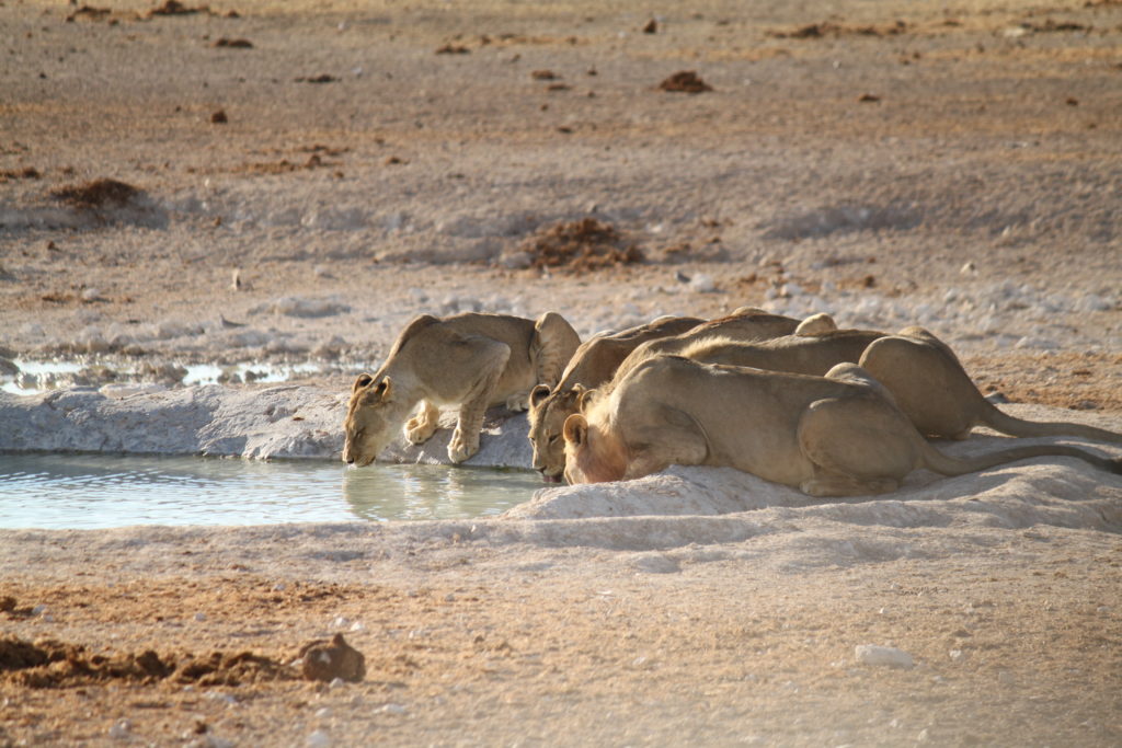 Lions in the safari park