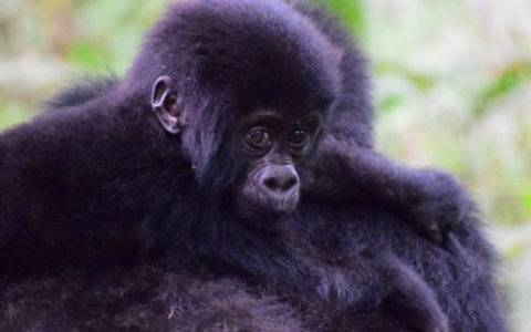 A Guide to Gorilla Trekking in Uganda: Travel Tips, FAQs & Tours