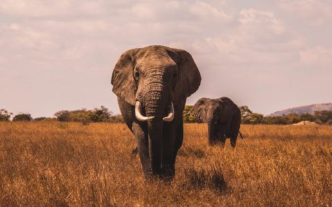 In David Attenborough’s Footsteps: Top 5 African Destinations to live out your own wildlife documentary