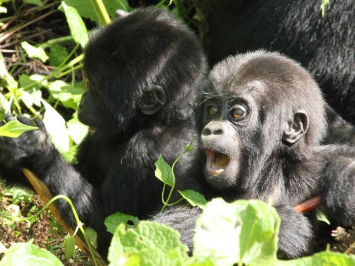 Baby Gorilla in Uganda on Gorilla Trek