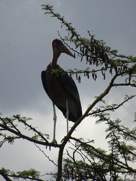 Bird in Nairobi