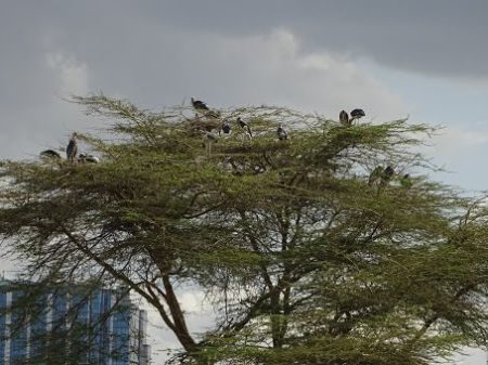 Birdlife in Nairobi