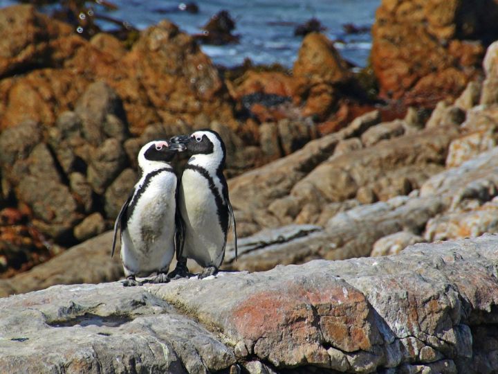 Penguins in Cape Town at Boulders Beach