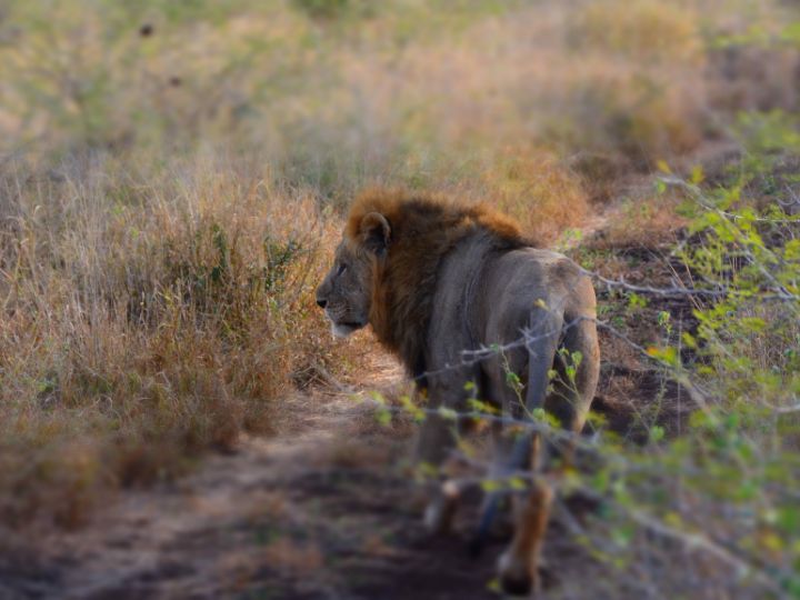 African Lion Predators