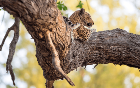 Serengeti National Park Tours