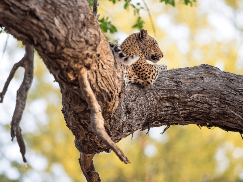 Beyond the Great Migration: Best things to do in the Serengeti [Guide]