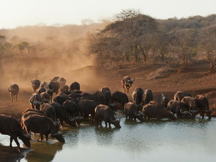 Wildlife at a water hole on safari