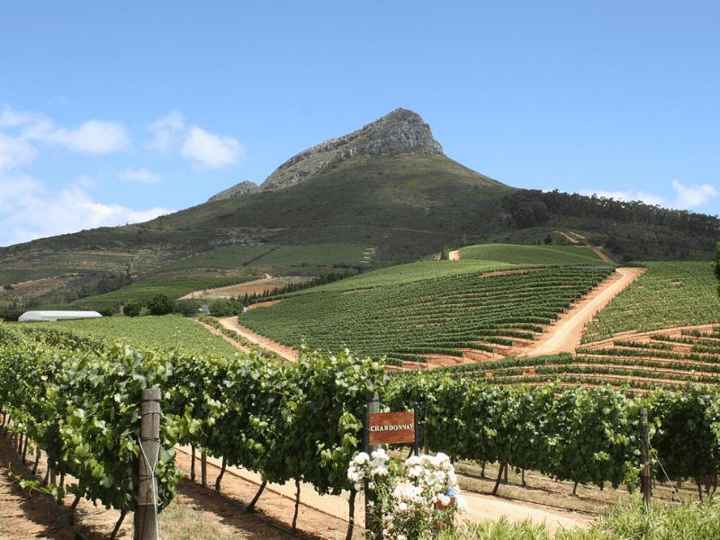 Wandering the Winelands: South Africa’s Big Four Safari