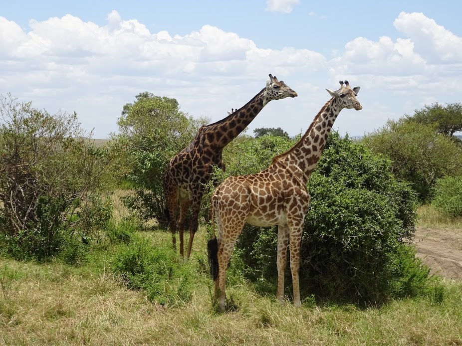 Giraffe in the Masai Mara Reserve