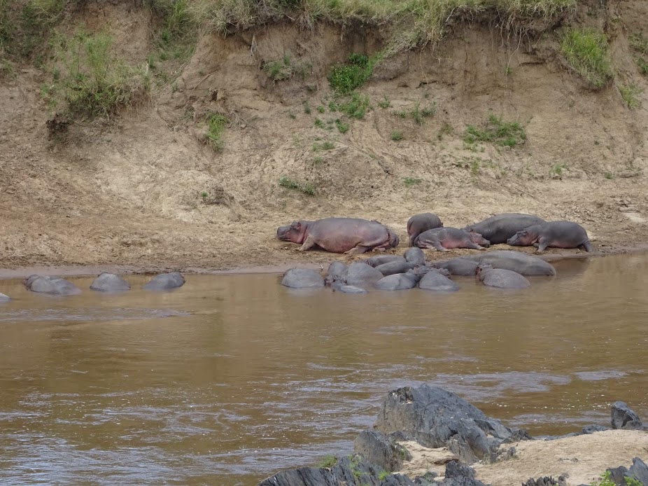 Hippos in the Masai Mara