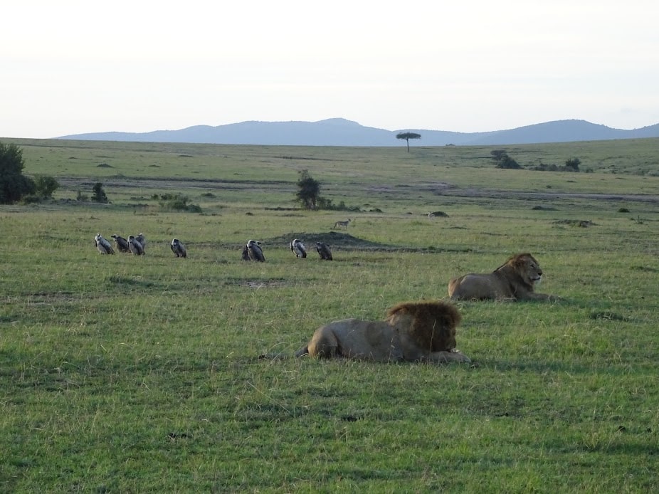 Lions in the Masai Mara Reserve