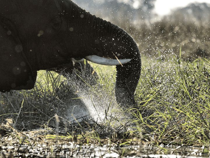Botswana elephants chobe