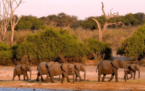 Elephants of Botswana Moremi and Nata