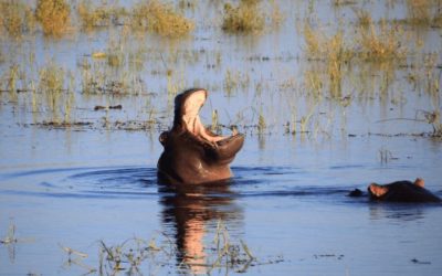 Botswana Tours 2022/ 2023 - Botswana Safari Overland Travel