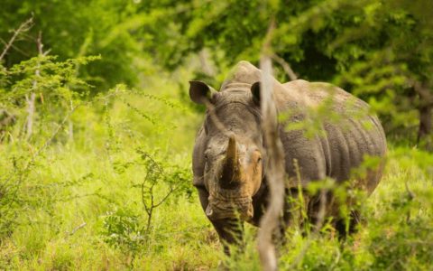 Kruger Rhino Big Five Wildlife