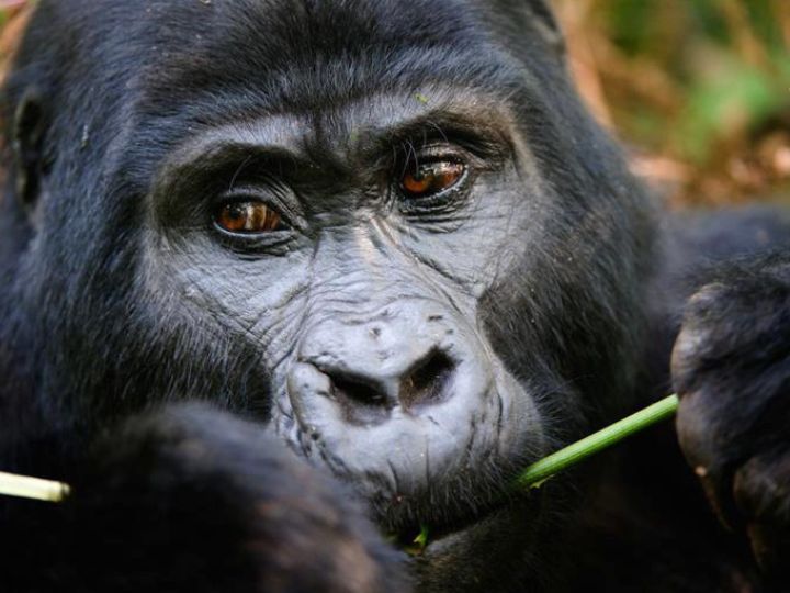 15 Day Gorillas Adventure Tour (Nairobi to Nairobi)