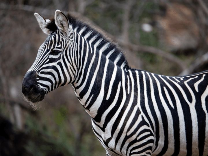 Zebra safari South Africa