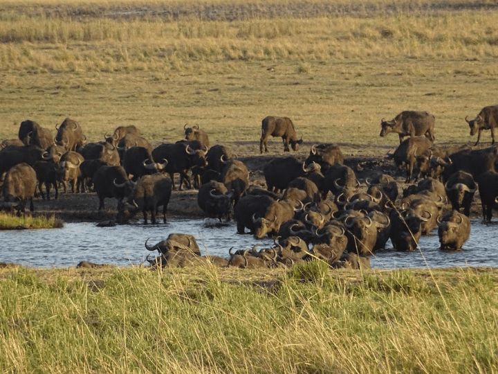 National Park Safari