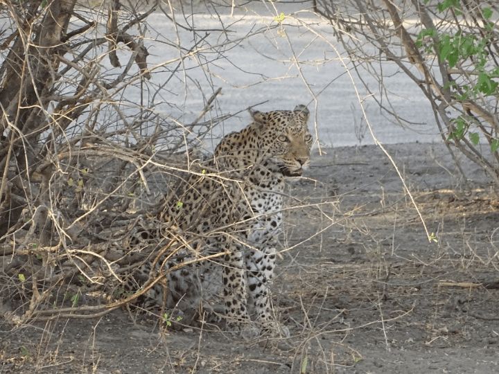 Leopards in Chobe
