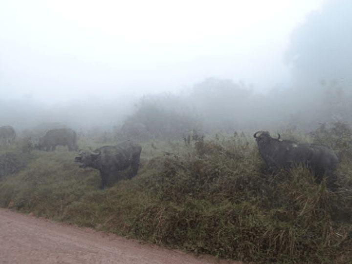 Ngorongoro Conservation area