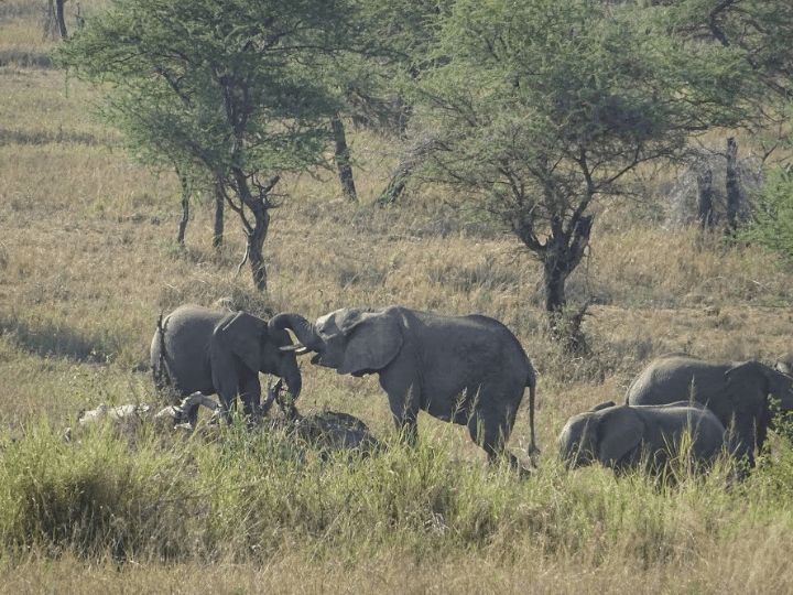 Serengeti Elephants