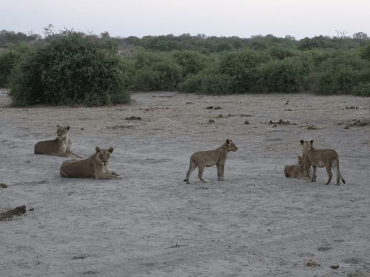 Chobe Safari