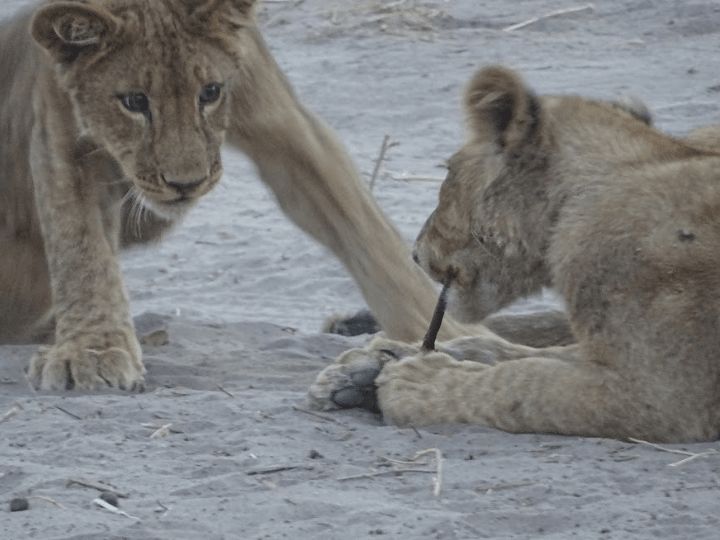 Lions in Chobe