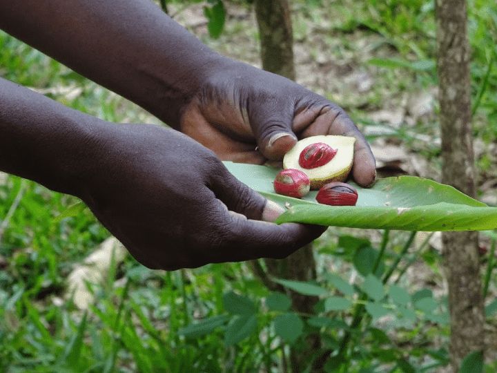 Zanzibar Spice Plantations