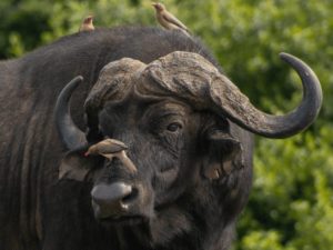 Buffalo Safari