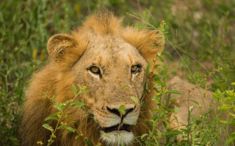 When is the best time to visit Kruger for viewing Wildlife