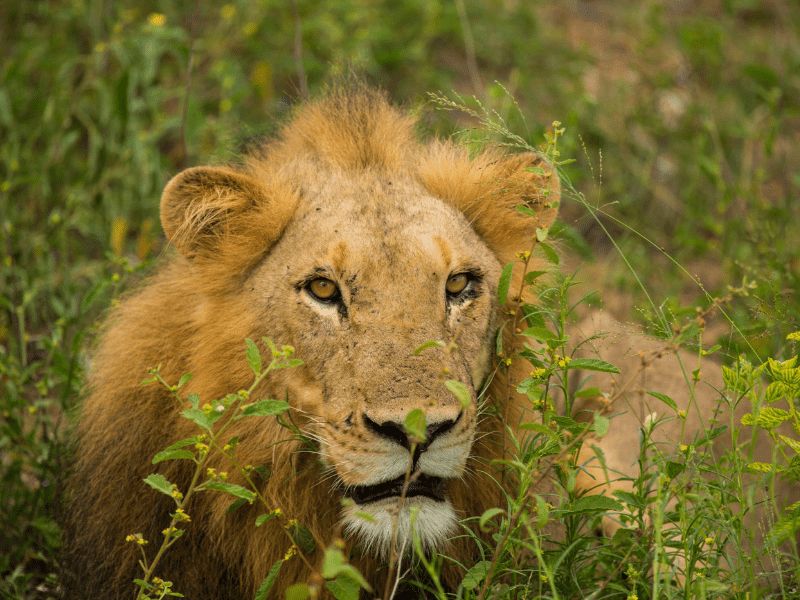 When is the best time to visit Kruger for viewing Wildlife