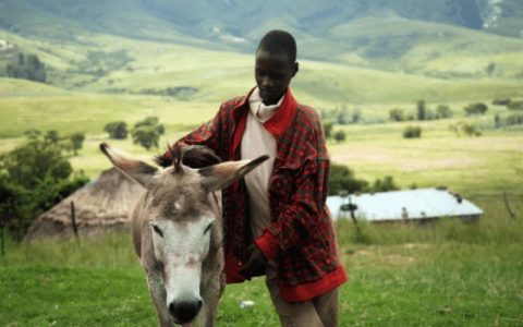 Addo, Lesotho and Drakensburg Tour