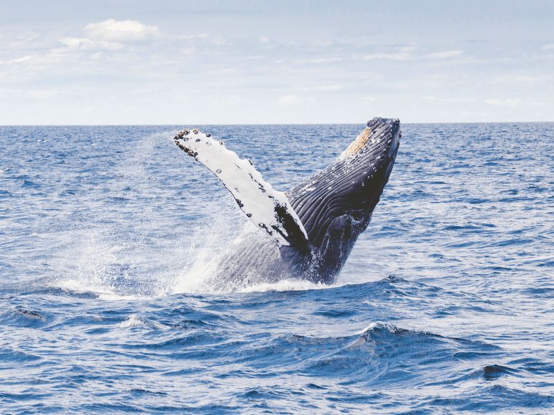 The Complete Guide to Whale Watching in South Africa