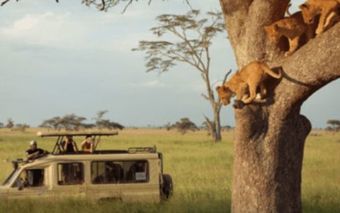 Tanzania Serengeti Safari Lions Tree