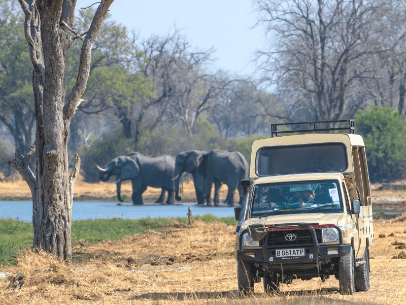 A Traveler’s Guide to Maun: The Gateway to Botswana Safaris