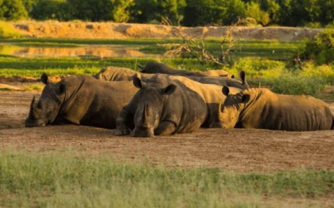 World Rhino Day: Where to see the Last Rhinos in Africa