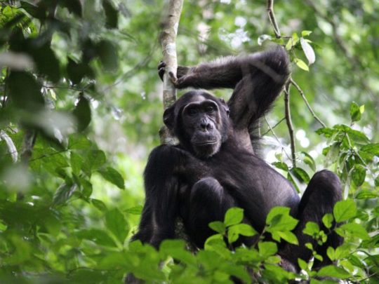 Gorilla trekking in rwanda