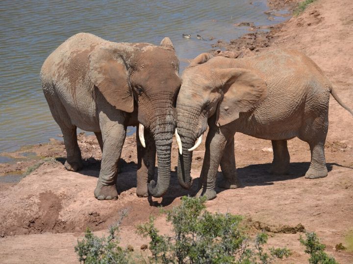 Addo Elephant Safari
