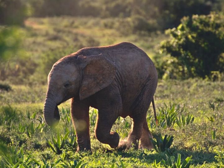 Baby elephant in Addo Elephant National Park