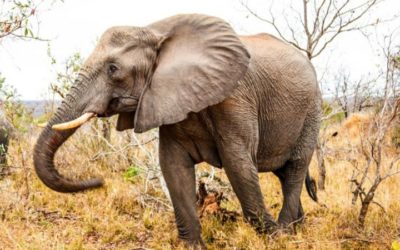 Addo Elephant National Park – A Guide to Addo