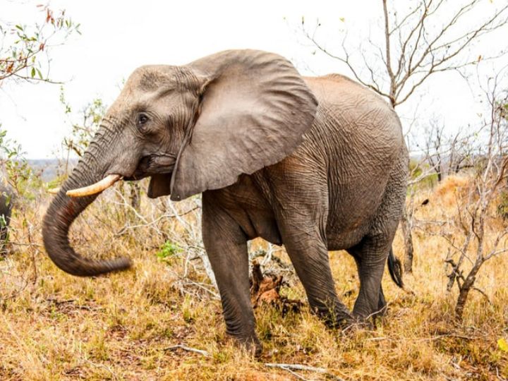 Addo Elephant National Park – A Guide to Addo