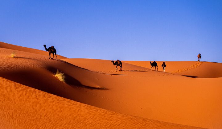 Camels in Sahara Desert