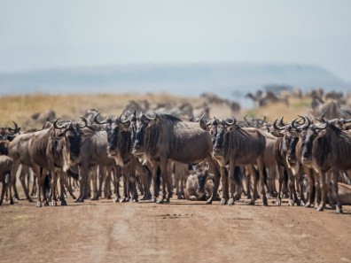 Serengeti on a budget