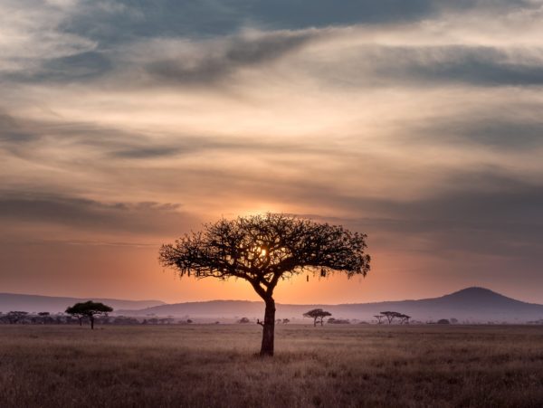 serengeti tanzania safari