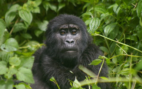 Uganda Gorilla Overland