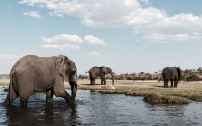 Discover the Untouched Beauty of Botswana: A Guide to the Ultimate Botswana Tour Experience