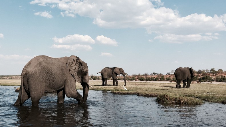 Discover Botswana: A Guide to the Ultimate Botswana Tour Experience