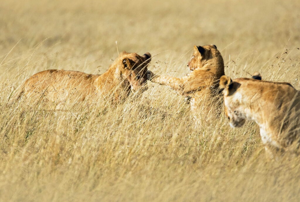 Lions seen on a Kenya Uganda Rwanda Tour
